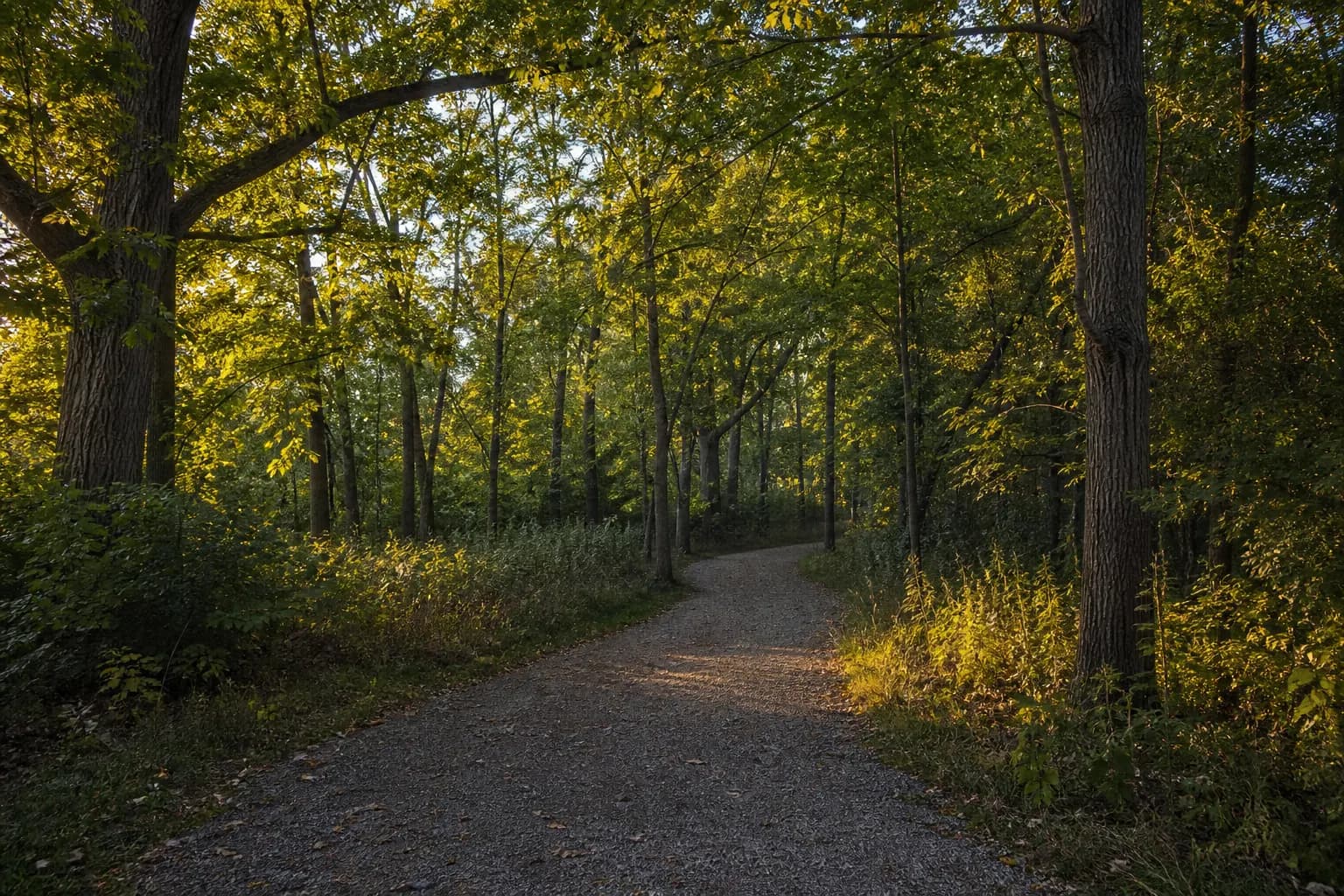 Preserve North Oakville schools and trails context — oak woodland path in North Oakville near Dundas Street West and Sixth Line